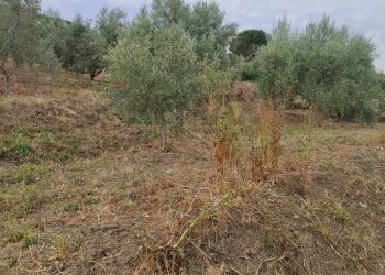 Vista delle montagne - Agricultural land contrada coda di volpe, Santa Flavia - photo 8