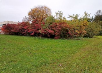 Giardino - Terreno edificabile Via Gasparoli, Cassano Magnago - foto 3