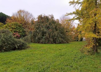 Giardino - Terreno edificabile Via Gasparoli, Cassano Magnago - foto 8