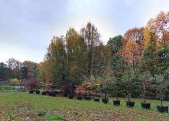 Giardino - Terreno edificabile Busto Arsizio - foto 5