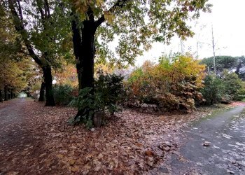 Giardino - Terreno edificabile Busto Arsizio - foto 11