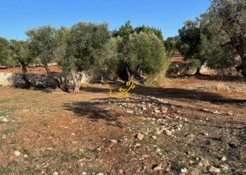 Foto 14 - Rustico SP23, Ceglie Messapica - foto 14