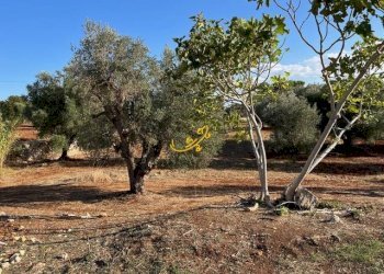 Foto 15 - Rustico SP23, Ceglie Messapica - foto 15