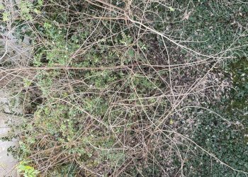 Foto 16 - Appartamento Mantova - foto 16