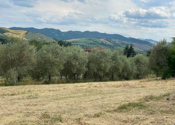 Agricultural land Imola - photo 3