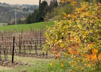 Agricultural land Imola - photo 4