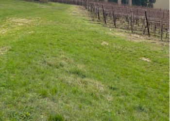 Agricultural land Imola - photo 5