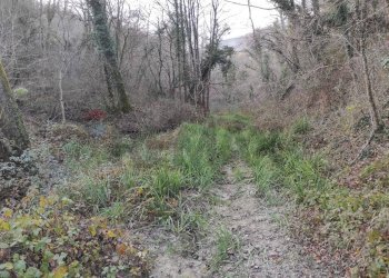 Non correlato - Terreno agricolo Località Pont de Fer - Breda, Fregona - foto 6