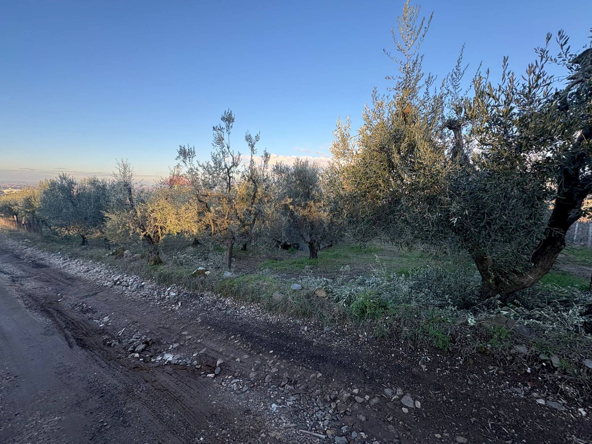 Giardino - Terreno agricolo Via Dei Sassi, Roma - foto 3