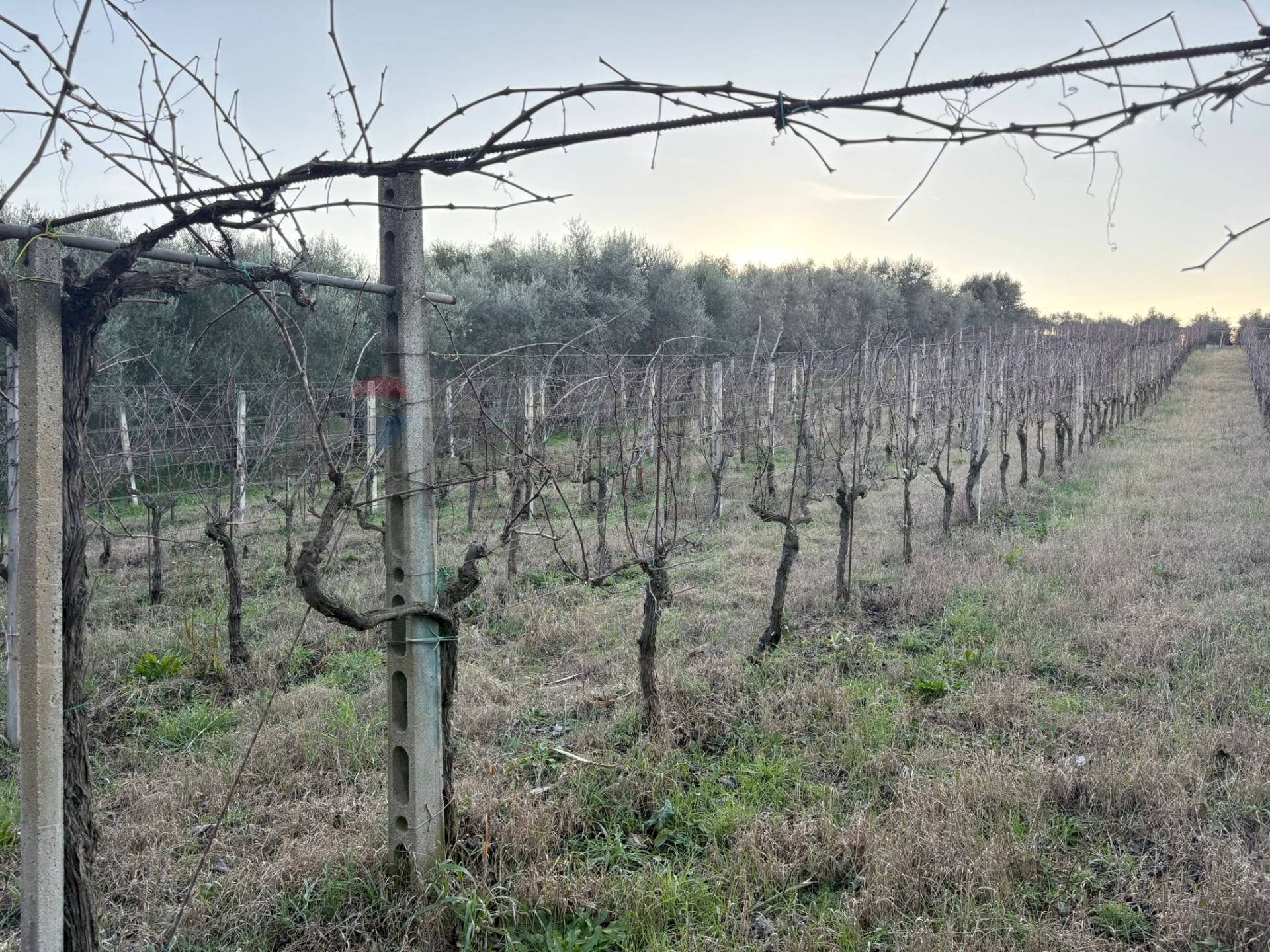 Vista delle montagne - Terreno agricolo Via Dei Sassi, Roma - foto 1