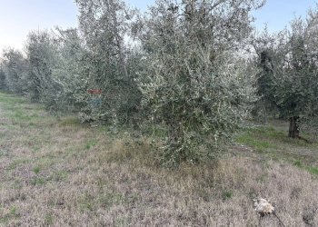 Giardino - Terreno agricolo Via Dei Sassi, Roma - foto 4