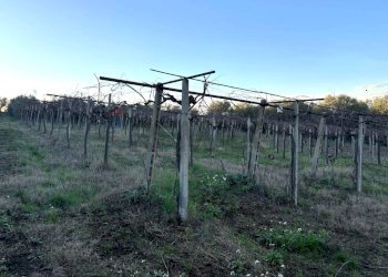 Giardino - Terreno agricolo Via Dei Sassi, Roma - foto 6