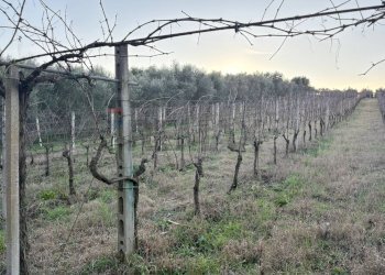 Vista delle montagne - Terreno agricolo Via Dei Sassi, Roma - foto 7