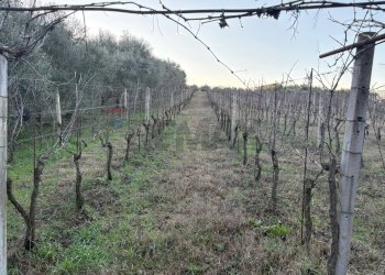 Non correlato - Terreno agricolo Via Dei Sassi, Roma - foto 8