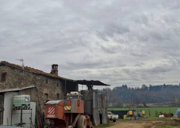 Foto 3 - Azienda agricola LOC FERRANTINA
 
61, Bibbiena - foto 3