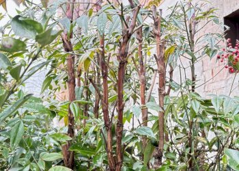 Foto 20 - Trilocale Mantova - foto 20