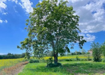 Terreno - Villa via Rigosa, Bologna (zona Borgo Panigale) - foto 8