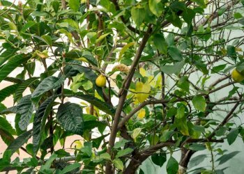 Quadrilocale Torino (zona Crocetta) - foto 38