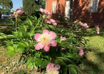 Villa Via Castel Raniero, Faenza - foto 6