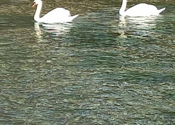 Dettagli - Two-room apartment Cascina Padregnana, Robecchetto con Induno - photo 17