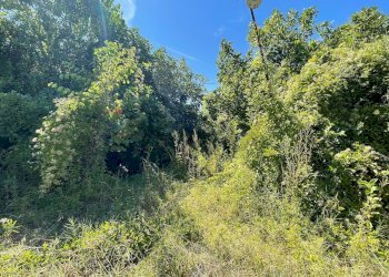 Giardino - Casa semi indipendente Belvedere Ostrense - foto 24