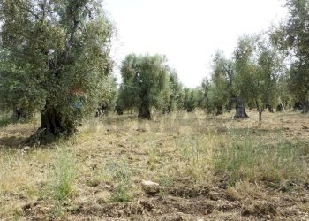 uliveto - Rustico Località Focareta
 
SNC, Vieste - foto 5