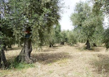 uliveto - Rustico Località Focareta
 
SNC, Vieste - foto 7