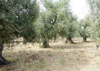 uliveto - Rustico Località Focareta
 
SNC, Vieste - foto 10