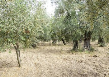 uliveto - Rustico Località Focareta
 
SNC, Vieste - foto 11