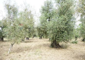 uliveto - Rustico Località Focareta
 
SNC, Vieste - foto 12