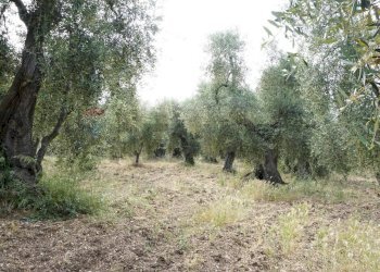 uliveto - Rustico Località Focareta
 
SNC, Vieste - foto 14