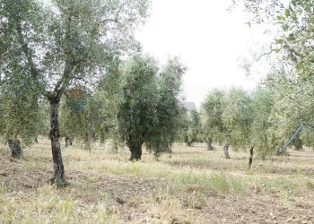 uliveto - Rustico Località Focareta
 
SNC, Vieste - foto 15