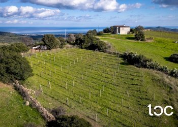 Agricultural land Budoni - photo 2