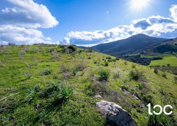 Agricultural land Budoni - photo 8