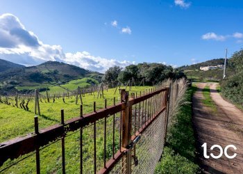 Agricultural land Budoni - photo 11