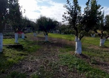 Giardino - Agriturismo Via Torre di Cappella, Bacoli - photo 23