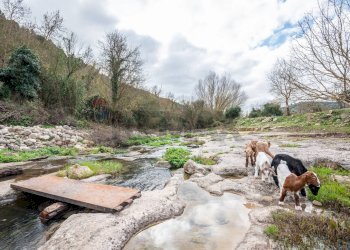 Giardino - Villa Diga Santa Rosalia, Ragusa - foto 27
