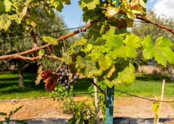 Giardino - Villa Crabulazzi
 
44, Sassari - photo 16