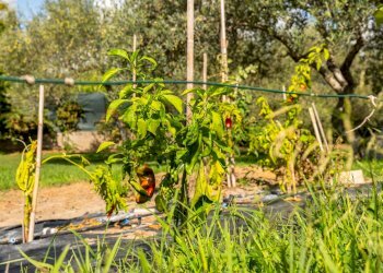 Giardino - Villa Crabulazzi
 
44, Sassari - photo 17