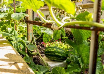 Dettagli - Villa Crabulazzi
 
44, Sassari - photo 25