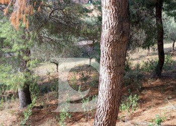 Foto 8 - Terreno edificabile Via Alcide De Gasperi, Montesilvano - foto 8