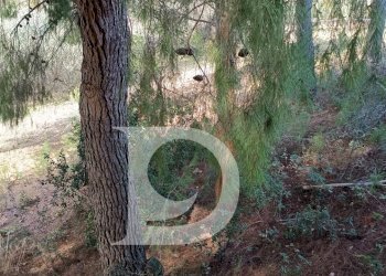 Foto 9 - Terreno edificabile Via Alcide De Gasperi, Montesilvano - foto 9