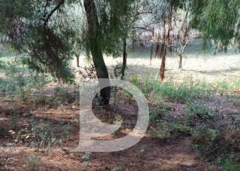 Foto 13 - Terreno edificabile Via Alcide De Gasperi, Montesilvano - foto 13