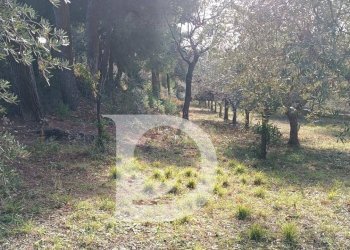 Foto 14 - Terreno edificabile Via Alcide De Gasperi, Montesilvano - foto 14