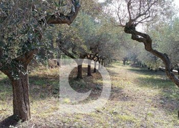 Foto 19 - Terreno edificabile Via Alcide De Gasperi, Montesilvano - foto 19