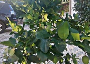 Giardino - Villa C.DA FRAGINESI, 17A/B, Castellammare del Golfo - foto 49