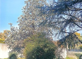 foto villa pedara _08.jpg - Villa Via Tarderia 79, Pedara - foto 13