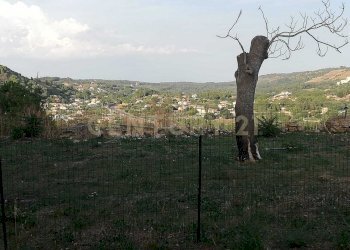 WhatsApp Image 2026-01-16 at 13.39.22 (4).jpeg - Terreno agricolo Contrada Piano Cannata Balatazza, Piazza Armerina - foto 3