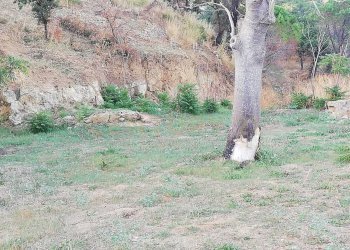 WhatsApp Image 2026-01-16 at 13.39.22.jpeg - Terreno agricolo Contrada Piano Cannata Balatazza, Piazza Armerina - foto 10