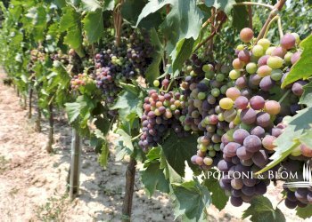 Rustic Montepulciano - photo 44